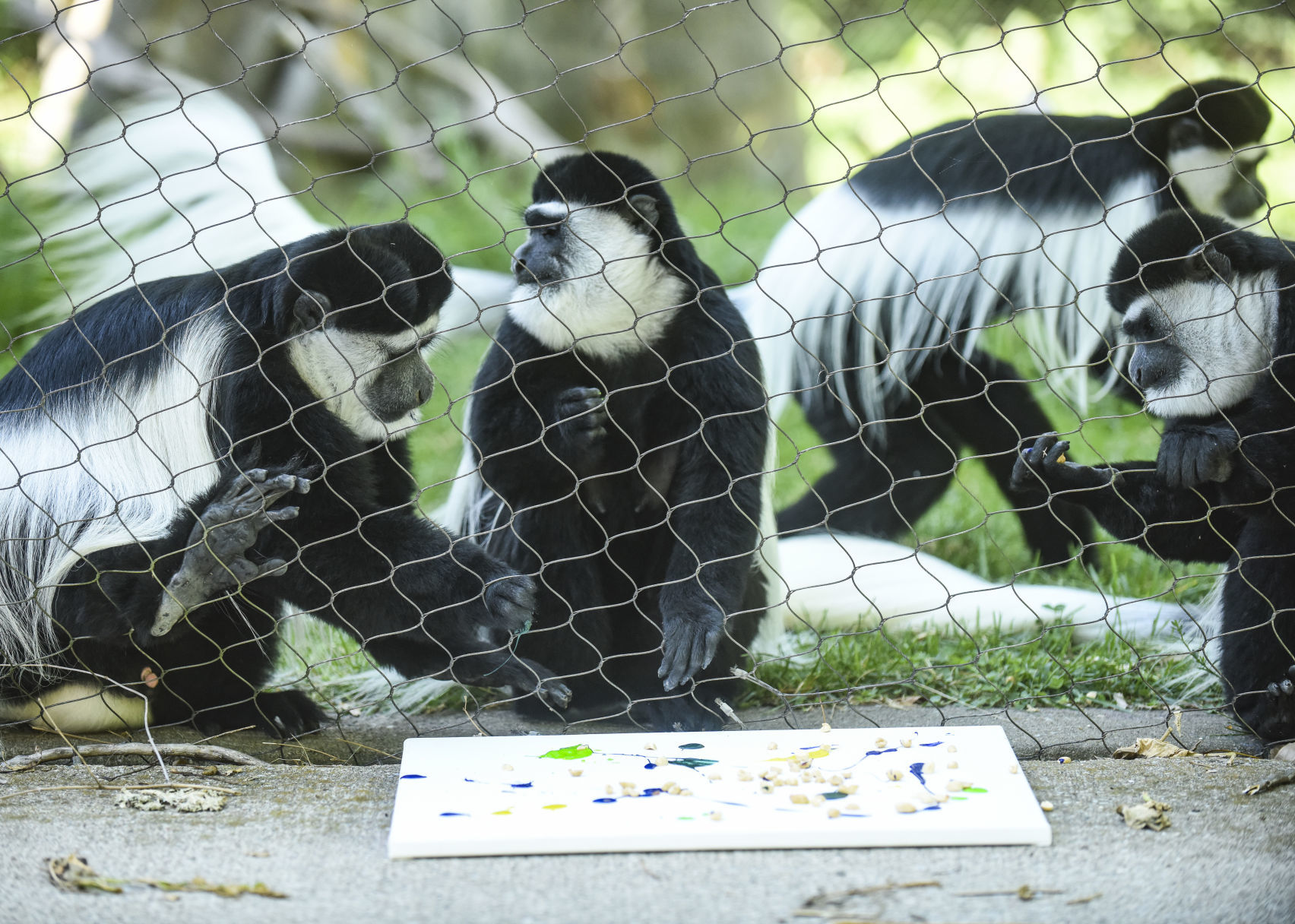 080919-mda-nws-monkey-03.jpg
